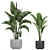 Exotic Plant Collection: Strelitzia, Banana Palm, Monstera 3D model small image 4