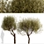 Majestic Olive Tree Set (2 Trees) 3D model small image 7