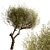 Majestic Olive Tree Set (2 Trees) 3D model small image 8