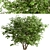  Exquisite Pair of Chinese Elderberry Trees 3D model small image 2