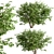  Exquisite Pair of Chinese Elderberry Trees 3D model small image 3