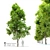 Pignut Hickory Tree (Carya glabra) 3D model small image 5