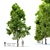 Pignut Hickory Tree (Carya glabra) 3D model small image 10