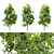 Pignut Hickory Tree (Carya glabra) 3D model small image 11