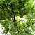 Pignut Hickory Tree (Carya glabra) 3D model small image 16
