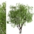 Growing Glory: 2 Silver Maple Trees Set 3D model small image 2