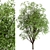 Growing Glory: 2 Silver Maple Trees Set 3D model small image 5