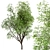 Growing Glory: 2 Silver Maple Trees Set 3D model small image 6