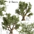 Mediterranean Duo: 2 Olive Trees 3D model small image 1