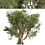 Mediterranean Duo: 2 Olive Trees 3D model small image 2