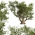 Mediterranean Duo: 2 Olive Trees 3D model small image 3