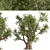 Mediterranean Duo: 2 Olive Trees 3D model small image 4