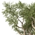 Mediterranean Duo: 2 Olive Trees 3D model small image 5