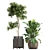Exotic Plant Collection: Banana Palm, Ravenala, Ficus │ Decorative Plants for Indoor and Outdoor Use 3D model small image 3