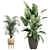 Exotic Plant Collection: Banana Palm, Ravenala, Ficus │ Decorative Plants for Indoor and Outdoor Use 3D model small image 4