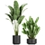 Tropical Plant Collection: Exotic Decor for Indoors & Out 3D model small image 3