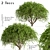 Weeping White Mulberry Trees: Ornamental & Fruitful 3D model small image 2