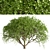 Weeping White Mulberry Trees: Ornamental & Fruitful 3D model small image 3