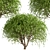 Weeping White Mulberry Trees: Ornamental & Fruitful 3D model small image 6