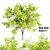 Russian Black Locust Tree: Over 900K Polygons 3D model small image 1