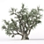 Beautiful Old Olive Tree 3D model small image 2