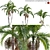 Archontophoenix Cunninghamiana Palm 3D model small image 1