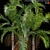 Archontophoenix Cunninghamiana Palm 3D model small image 2