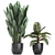 Tropical Plant Collection: Exotic, Decorative, and Stunning 3D model small image 3