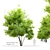 Exquisite Alee Chinese Elm Tree 3D model small image 1