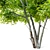 Exquisite Alee Chinese Elm Tree 3D model small image 3