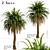 Canary Island Date Palm Trees (2-Pack): Majestic Landscaping Beauty 3D model small image 1