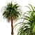 Canary Island Date Palm Trees (2-Pack): Majestic Landscaping Beauty 3D model small image 2