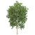 Natural Birch Tree Decoration 3D model small image 1