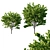 Elegant Cercis Canadensis Tree 3D model small image 1