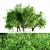 Honey Mesquite 5-Tree Collection 3D model small image 1