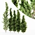  Hollywood Juniper 5 Tree Set 3D model small image 1