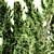  Hollywood Juniper 5 Tree Set 3D model small image 3