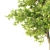 Evergreen Beauty: Sorrel Tree 3D model small image 2