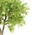 Evergreen Beauty: Sorrel Tree 3D model small image 3