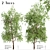 American Sycamore Trees - Majestic Pair for Landscaping 3D model small image 1