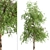 American Sycamore Trees - Majestic Pair for Landscaping 3D model small image 2