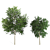 Birch Tree Duo: Timeless Elegance 3D model small image 1
