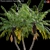 Tropical Palm Tree - 3D Models 3D model small image 2