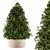 Evergreen Beauty: Indoor Pine Tree 3D model small image 1