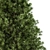 Evergreen Beauty: Indoor Pine Tree 3D model small image 2