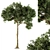 Green Broadleaf Tree Set - 28 3D model small image 1