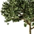 Green Broadleaf Tree Set - 28 3D model small image 3