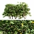 Tall and Lush Lemon Tree - Set of 5 3D model small image 1