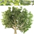 Majestic Chestnut Tree 3D model small image 1