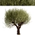 Mediterranean Beauty: Set of 2 Olive Trees 3D model small image 4